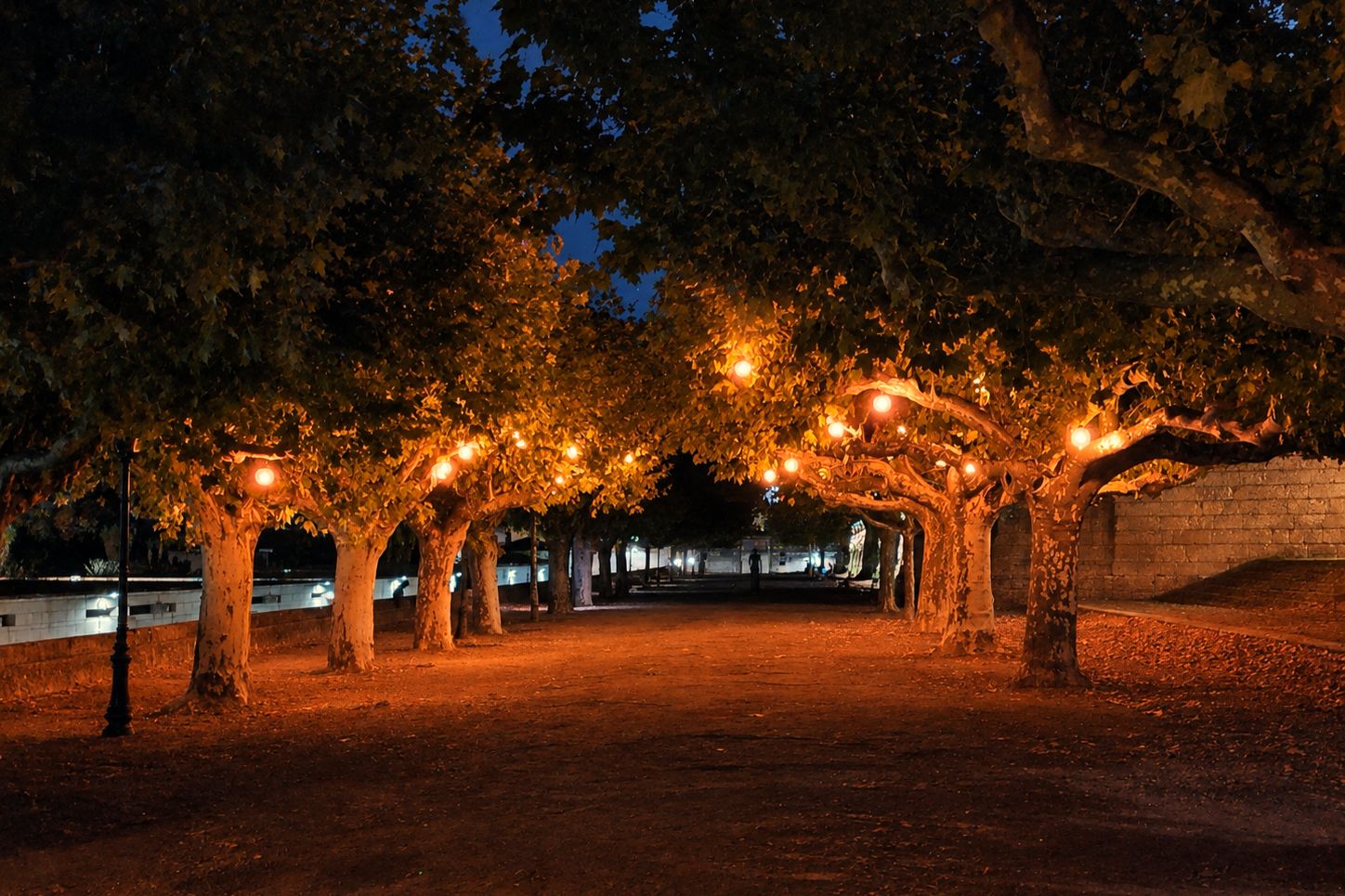 Montpellier tree lights